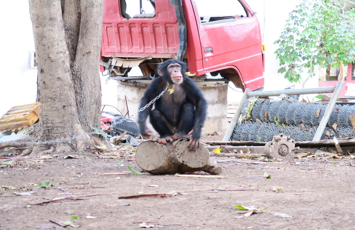 Fighting back against Guinea-Bissau&rsquo;s illegal chimpanzee trade