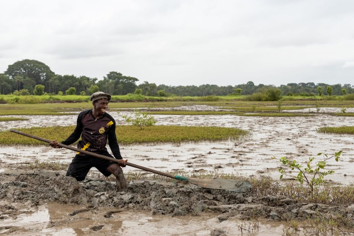 How a holistic approach aims to heal mangroves in Guinea-Bissau
